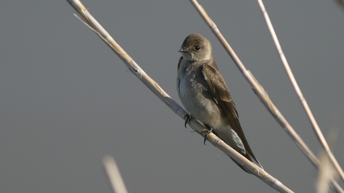 Northern Rough-winged Swallow - Brian Sullivan