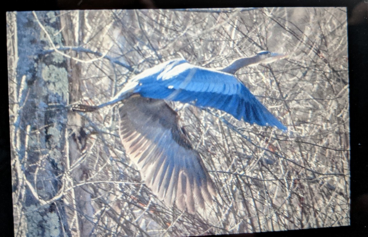 Great Blue Heron - Ed Norris