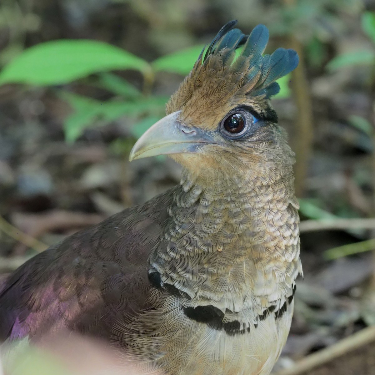 Rufous-vented Ground-Cuckoo - ML300869351