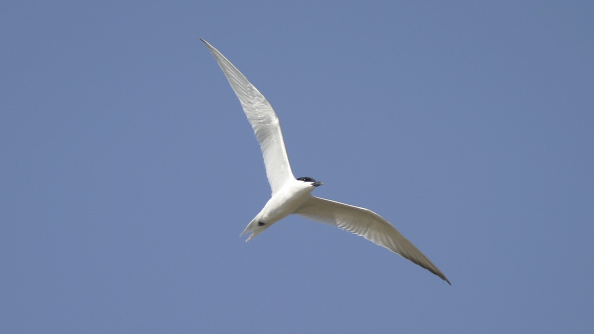 Gull-billed Tern - Brian Sullivan