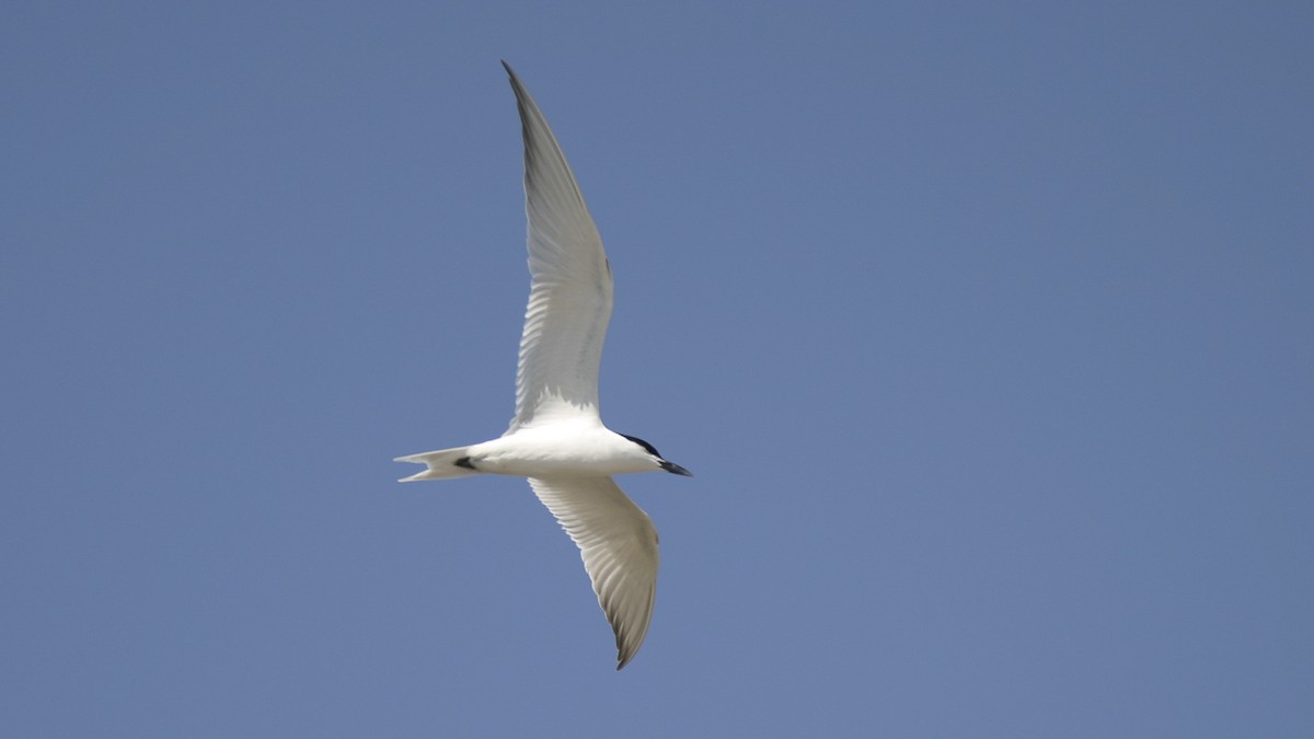 Gull-billed Tern - Brian Sullivan