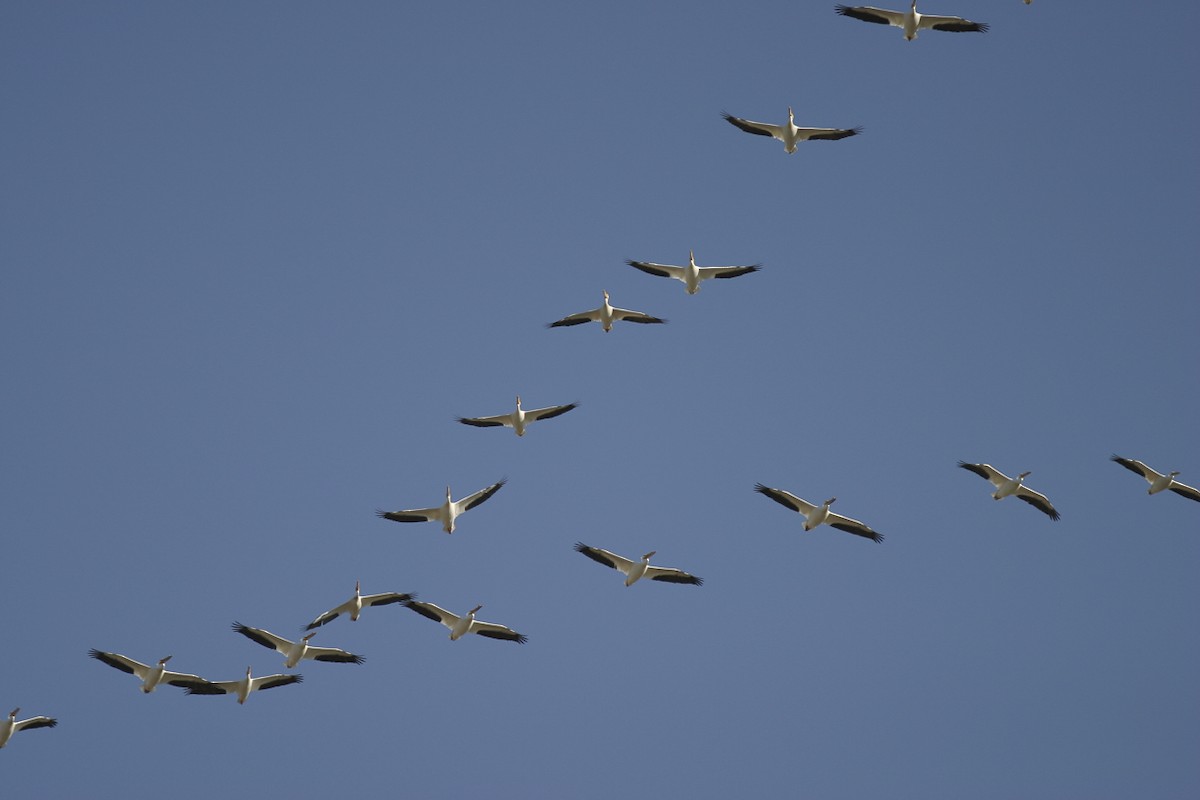 American White Pelican - ML30087151