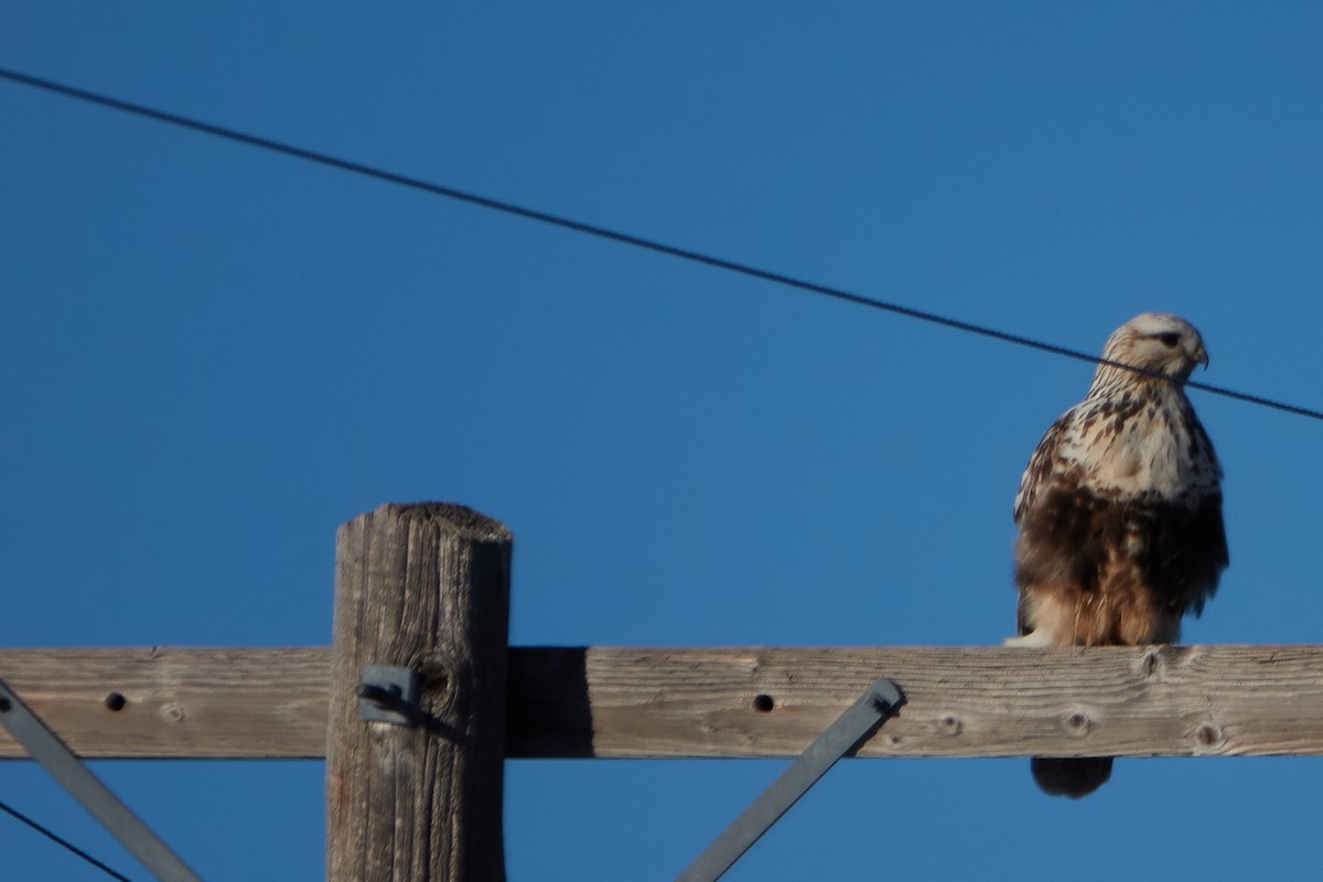 Rough-legged Hawk - ML300872751