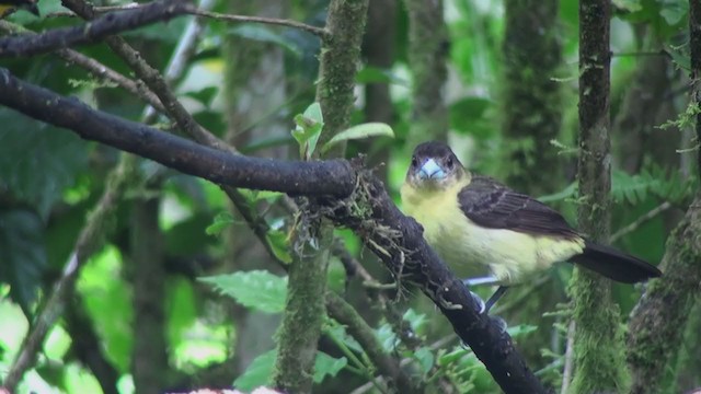 Flame-rumped Tanager (Lemon-rumped) - ML300873081