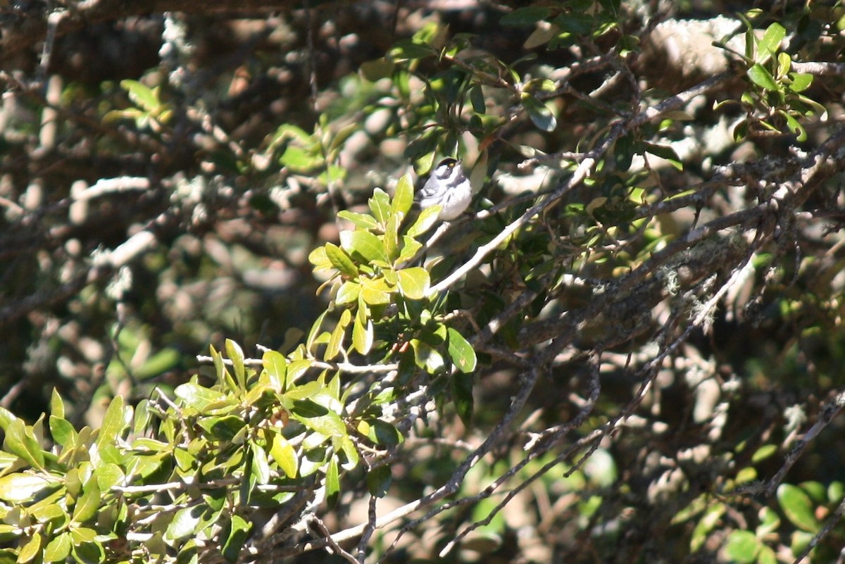 Black-throated Gray Warbler - ML300875581