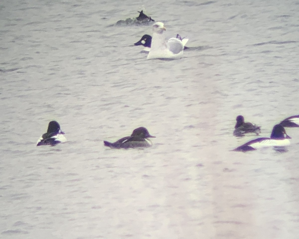 Common Goldeneye x Hooded Merganser (hybrid) - ML300876391