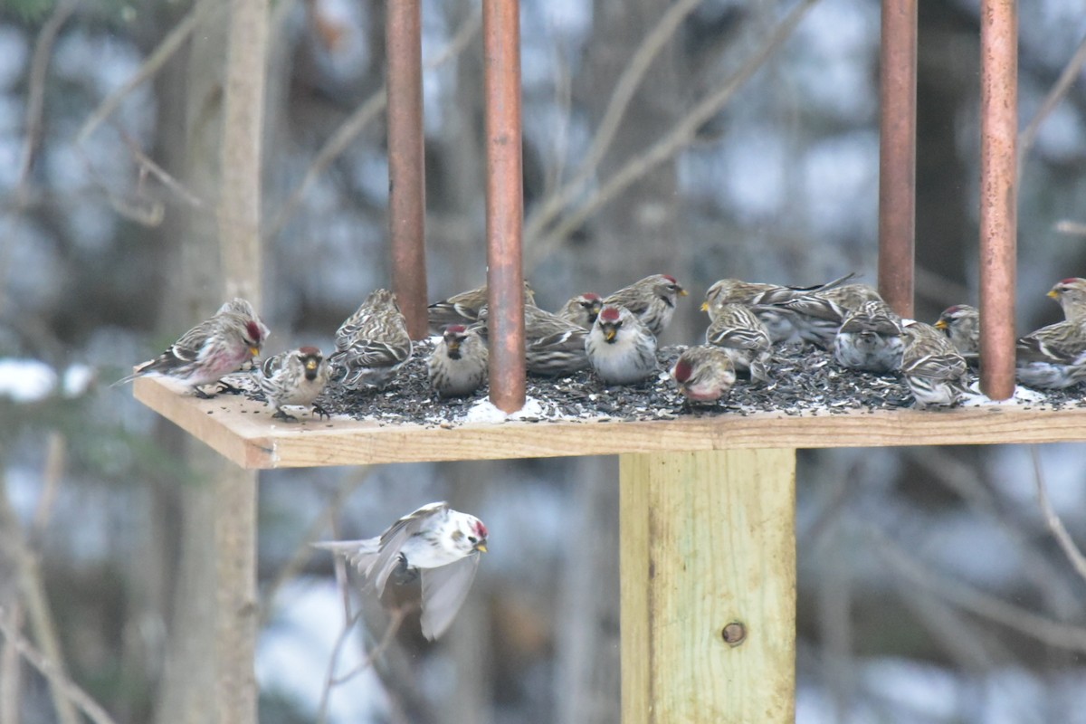 Common Redpoll - ML300876461