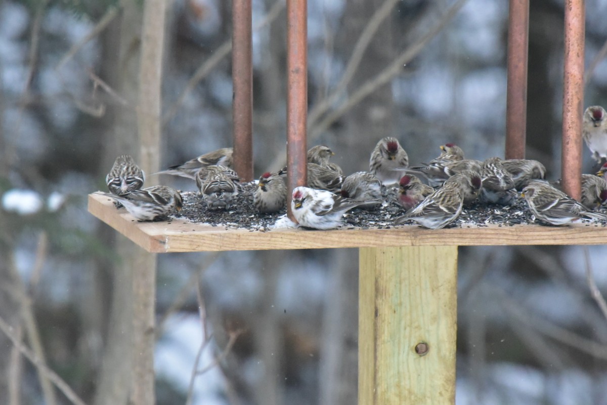 Common Redpoll - ML300876501