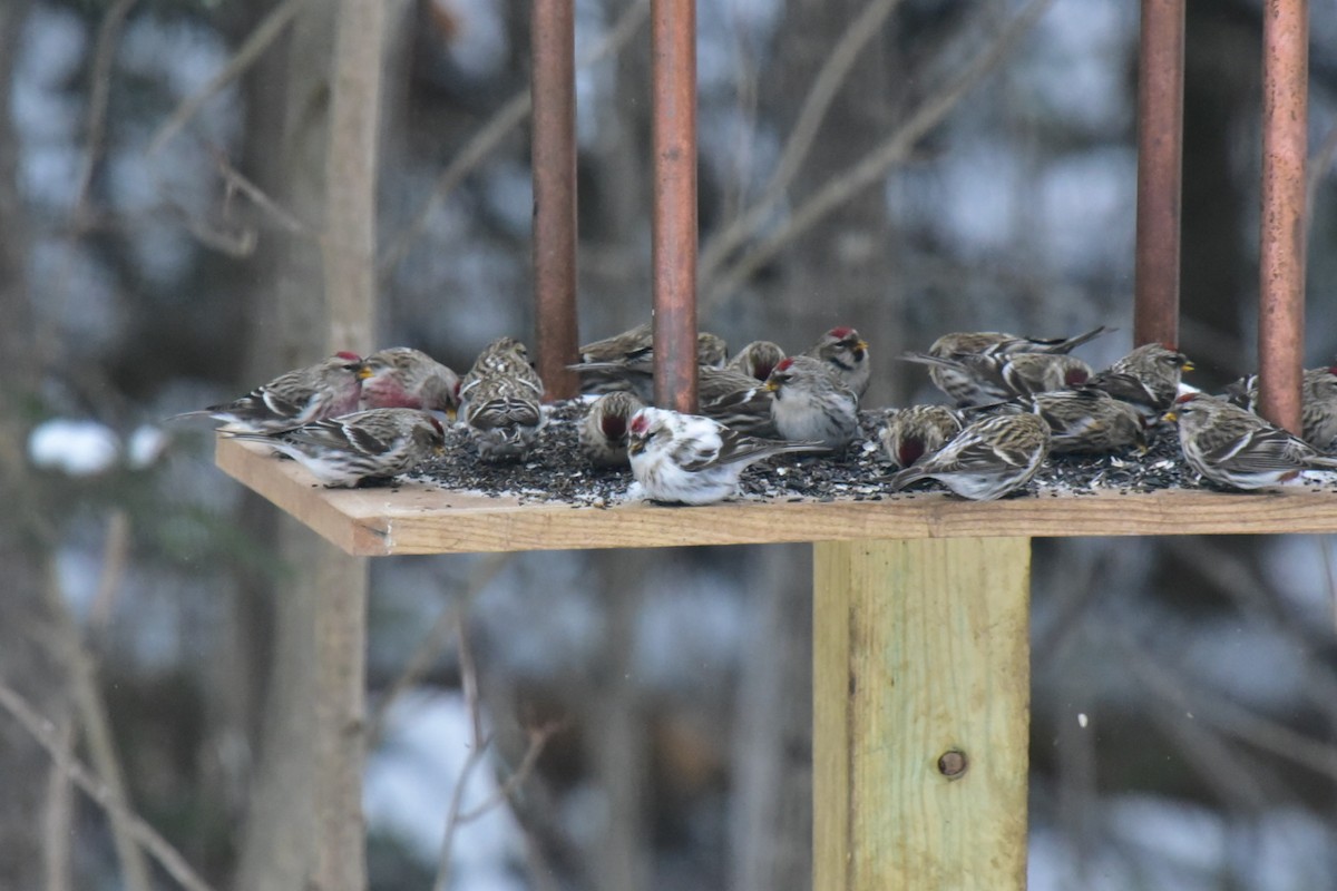 Common Redpoll - ML300876531