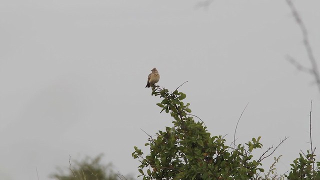 Rufous-naped Lark - ML300876621