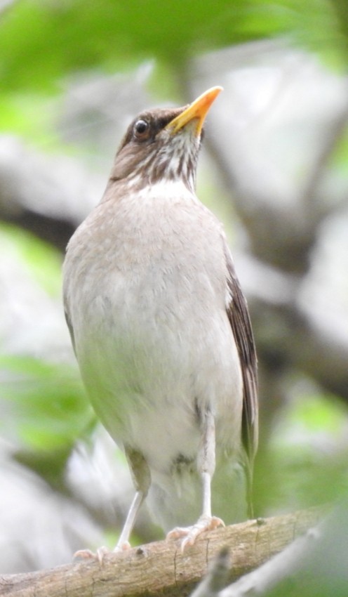 Creamy-bellied Thrush - ML300877241