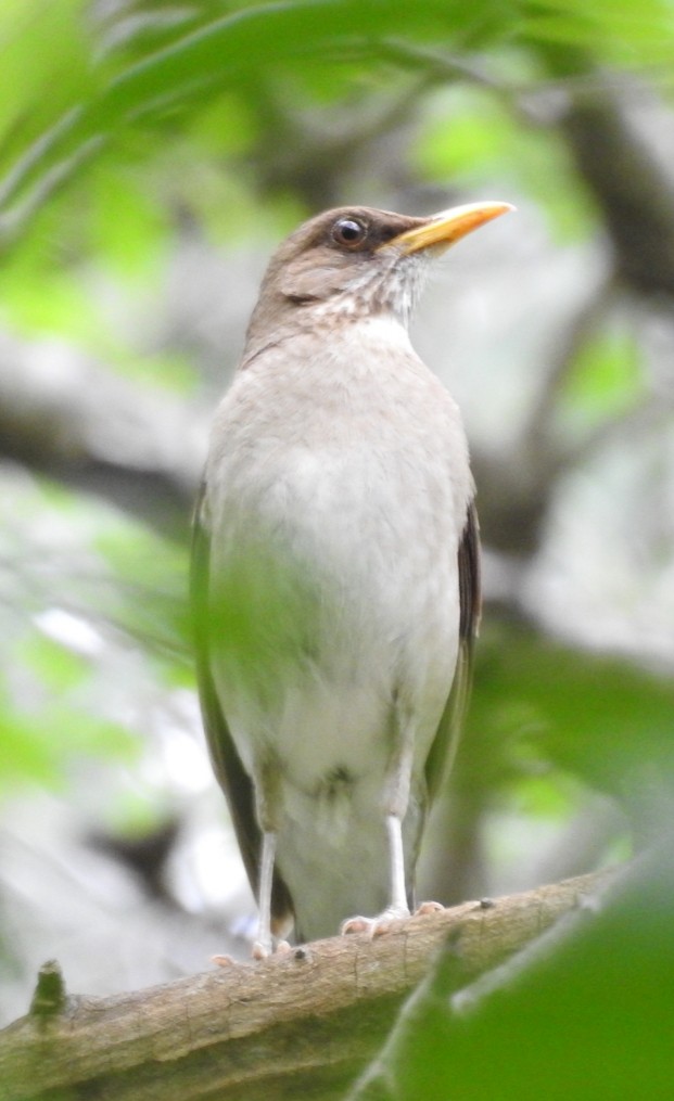 Creamy-bellied Thrush - ML300877251