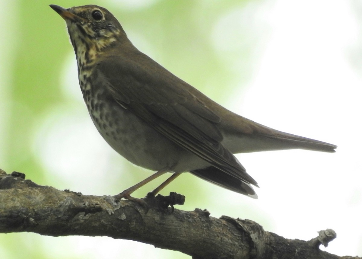 Creamy-bellied Thrush - ML300877271