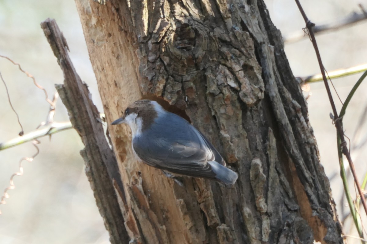 Brown-headed Nuthatch - Leigh McDougal