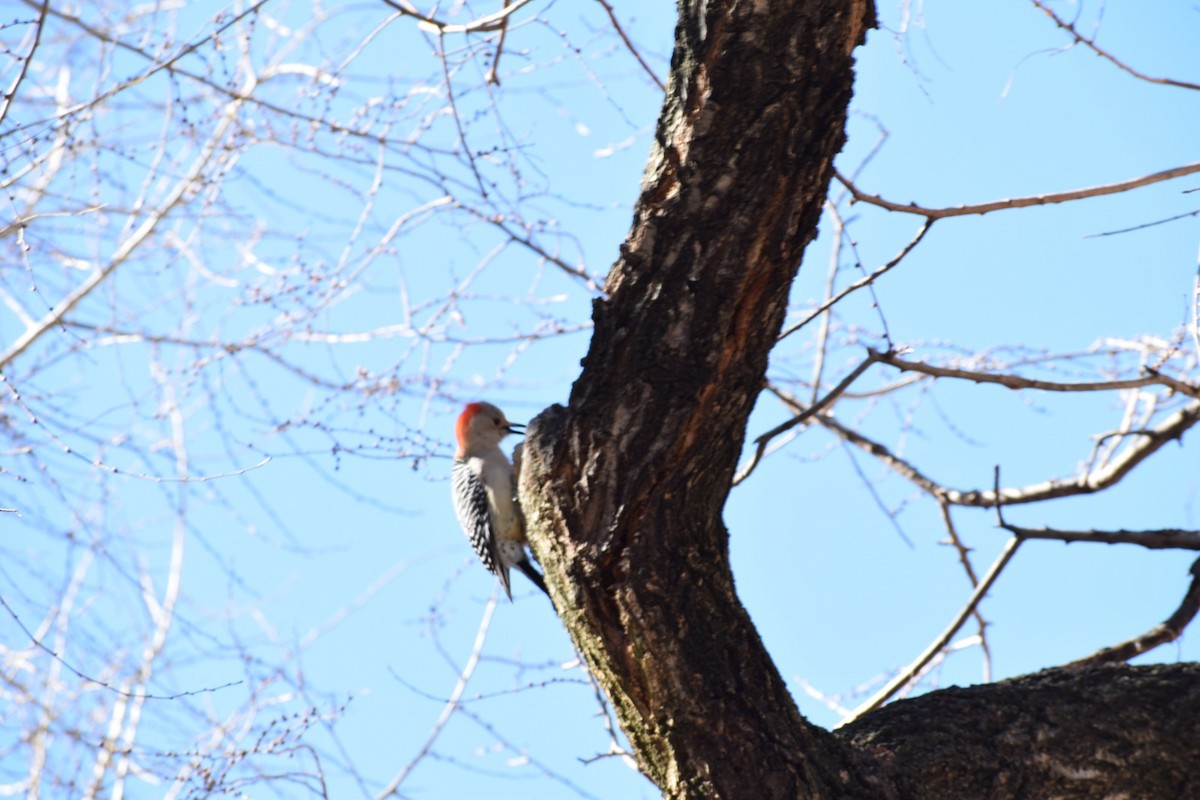 Red-bellied Woodpecker - ML300880871