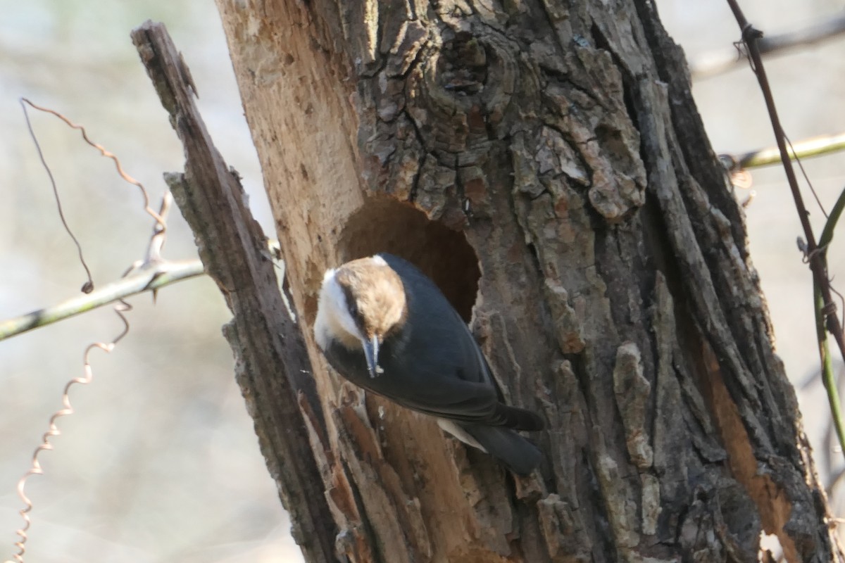 Brown-headed Nuthatch - Leigh McDougal