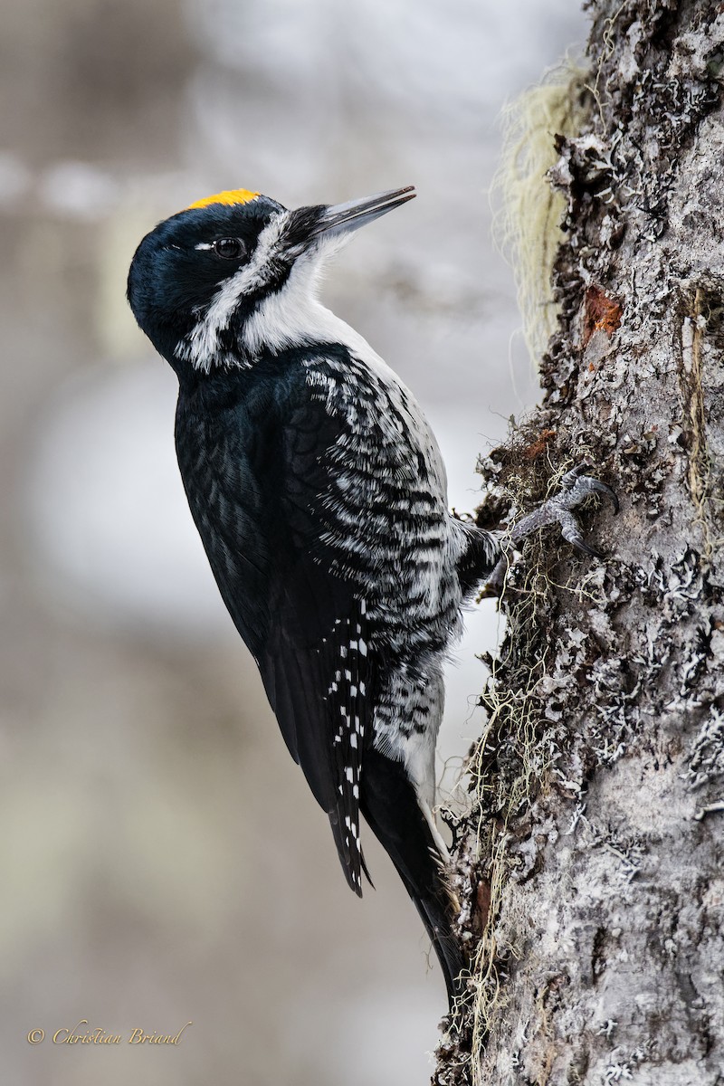 Black-backed Woodpecker - ML300880921