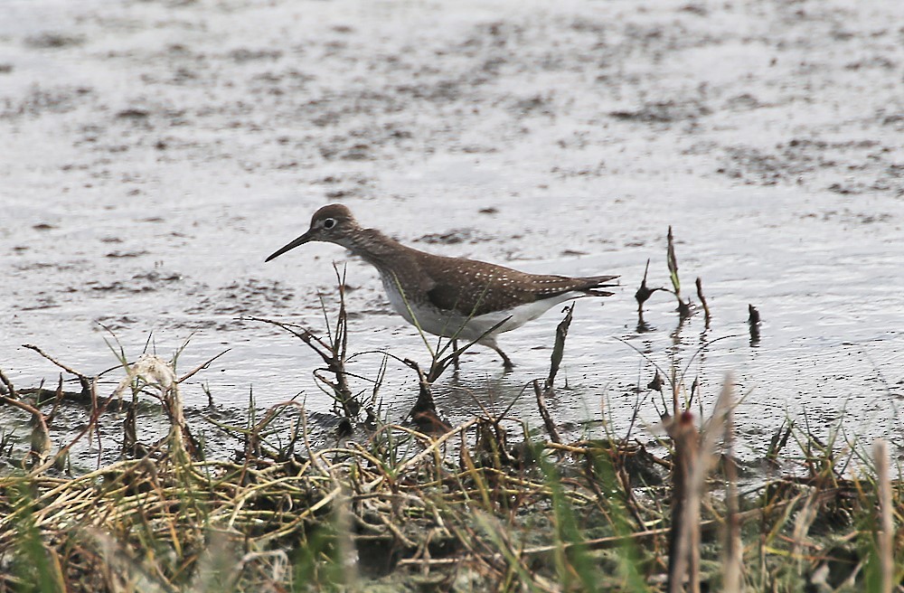 Solitary Sandpiper - ML300883971