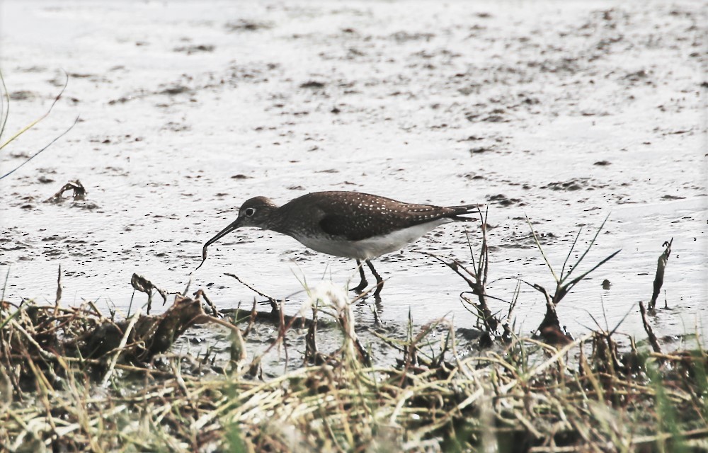 Solitary Sandpiper - Michael Walther