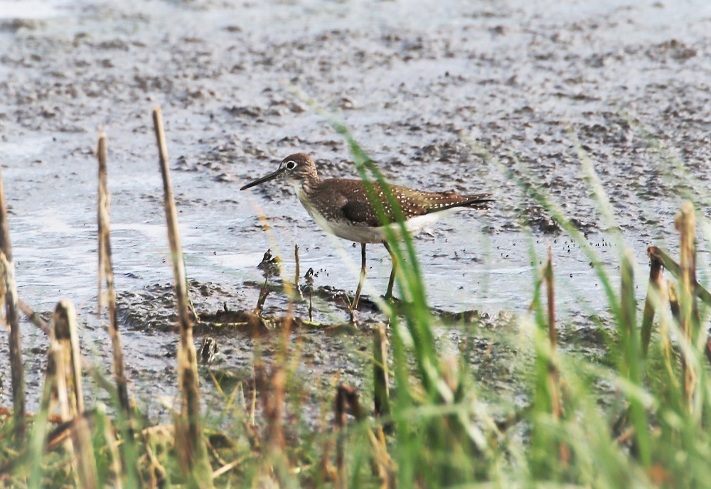 Solitary Sandpiper - ML300884001