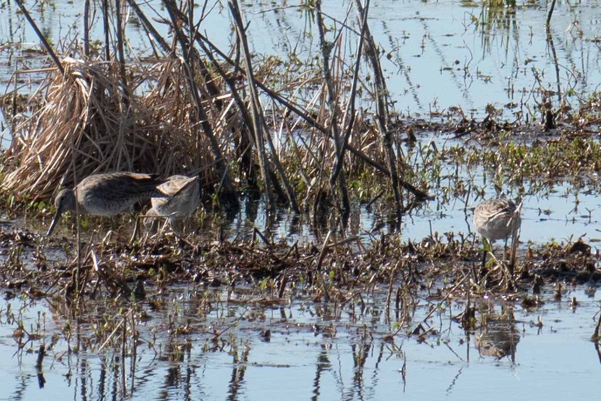 Long-billed Dowitcher - ML300884061