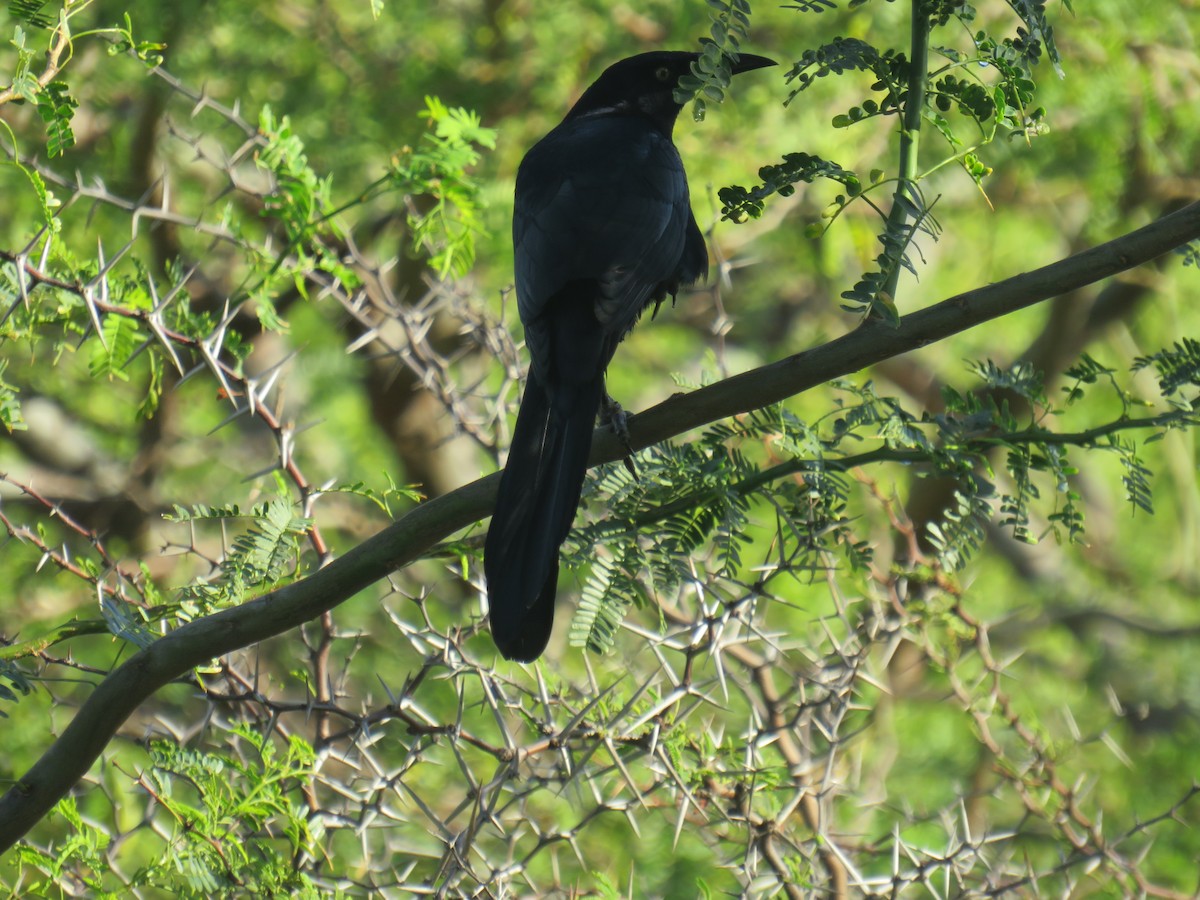 Great-tailed Grackle - ML300884111