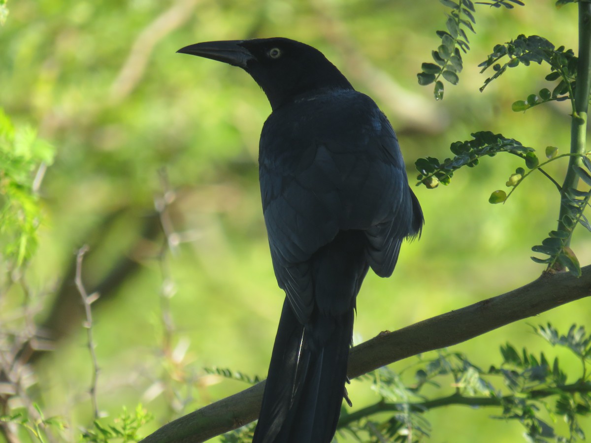 Great-tailed Grackle - ML300884191