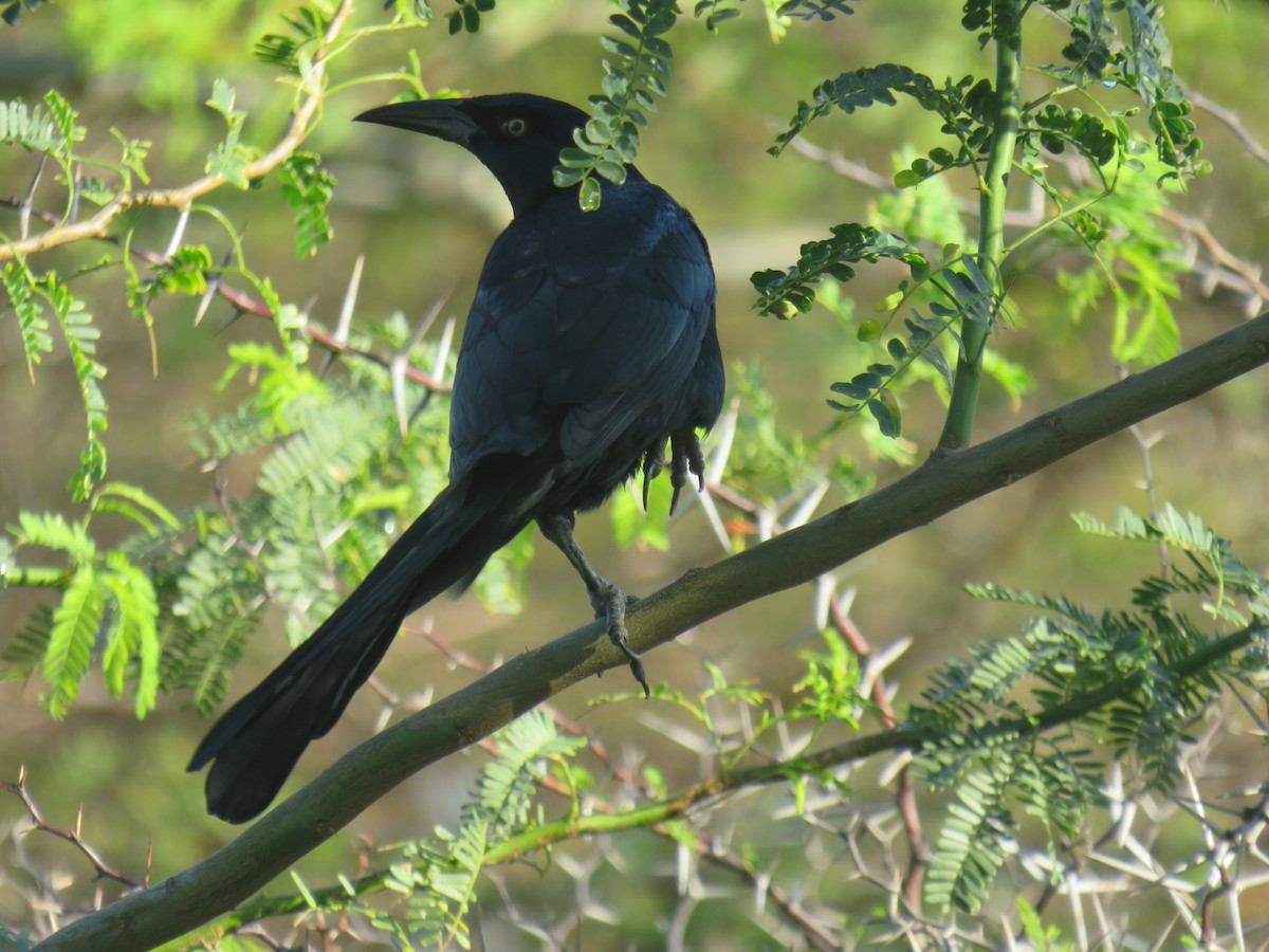 Great-tailed Grackle - ML300884211