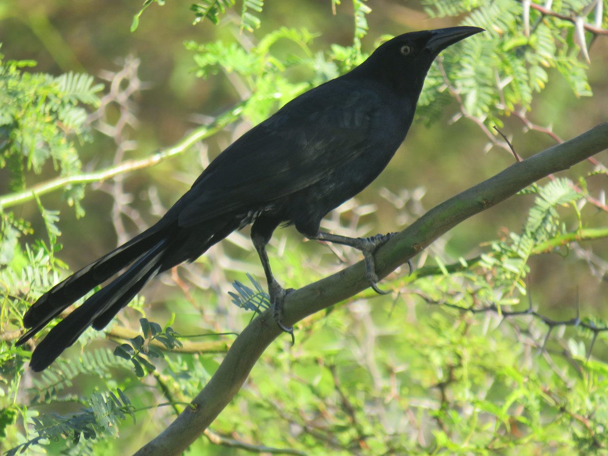 Great-tailed Grackle - ML300884231