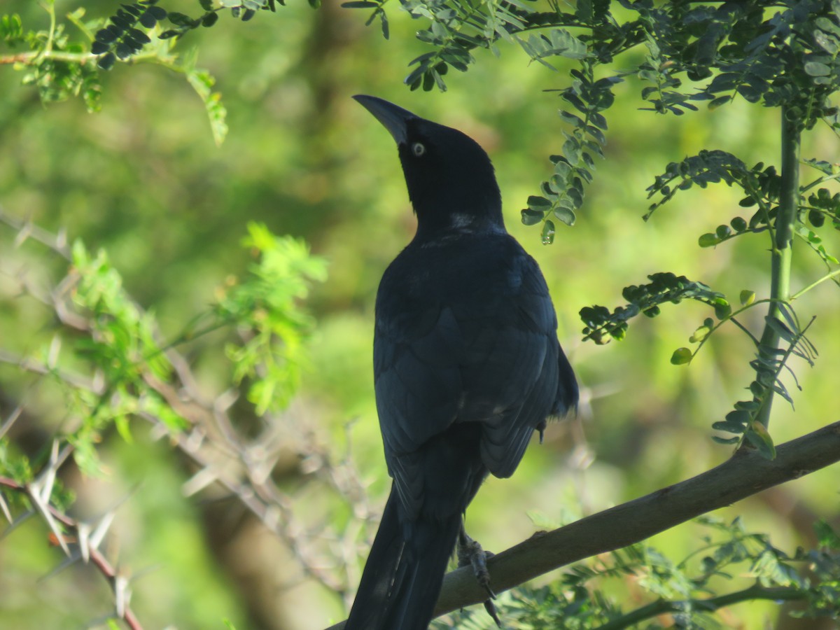 Great-tailed Grackle - ML300884271