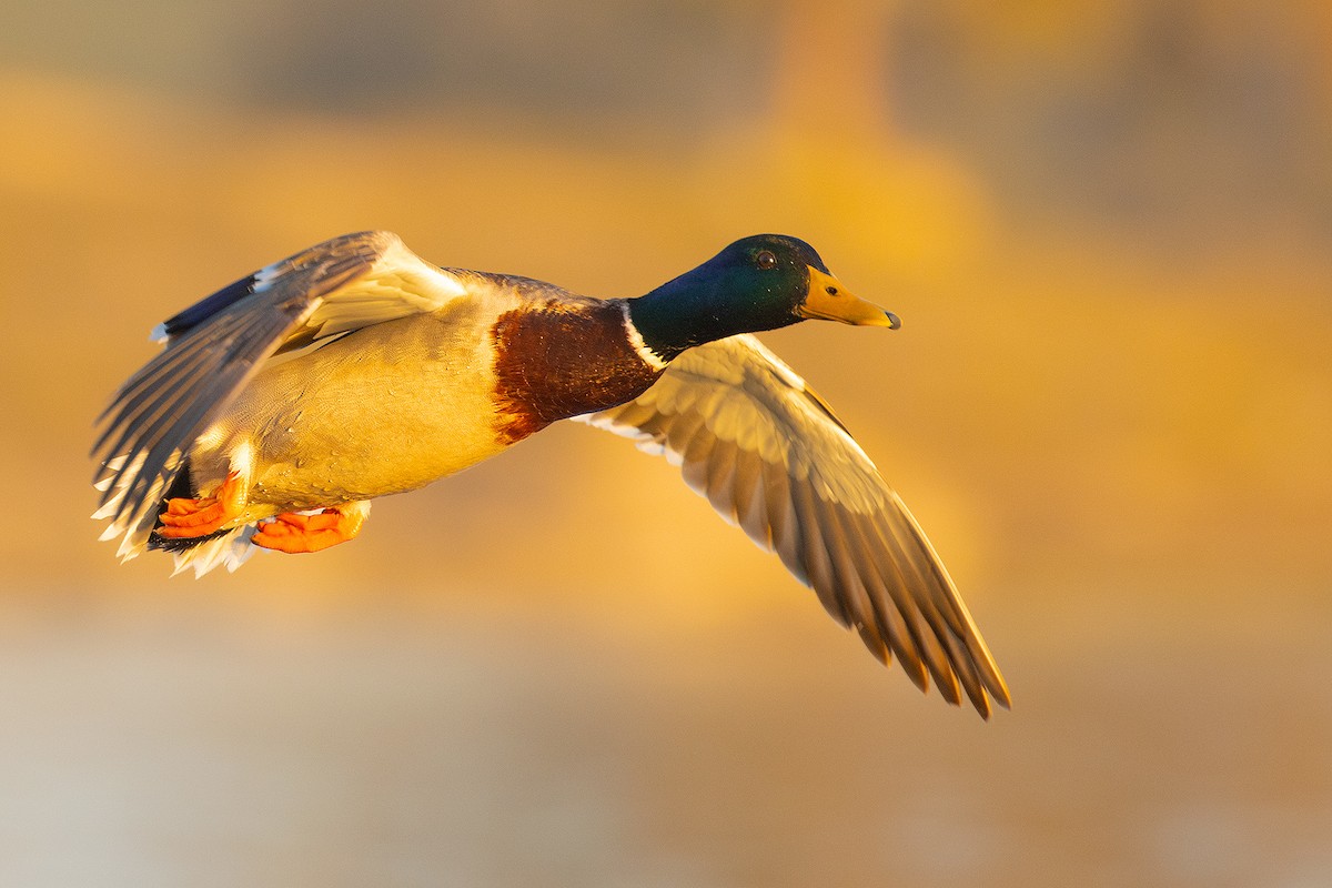 Mallard - ML300884441