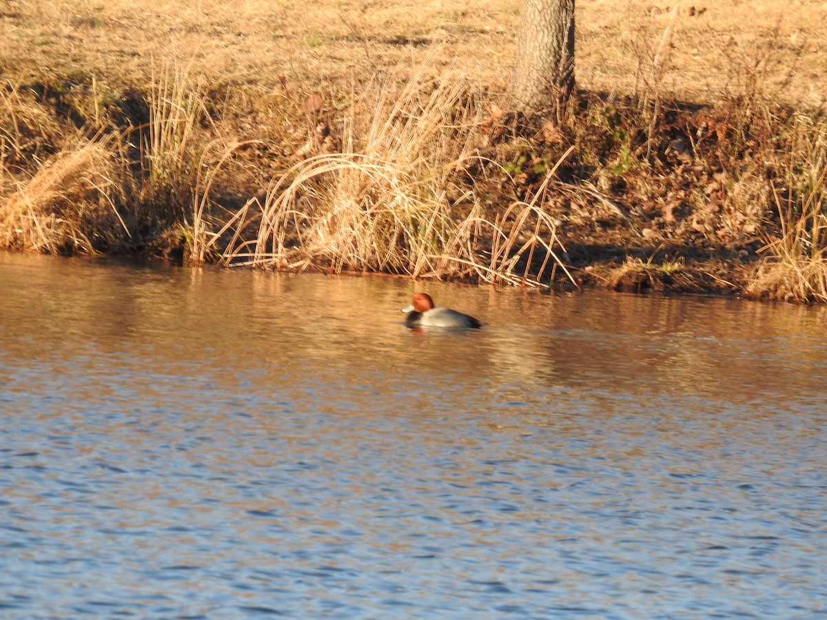 Redhead - ML300884891