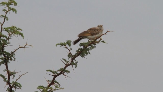 Fawn-colored Lark (Fawn-colored) - ML300885361