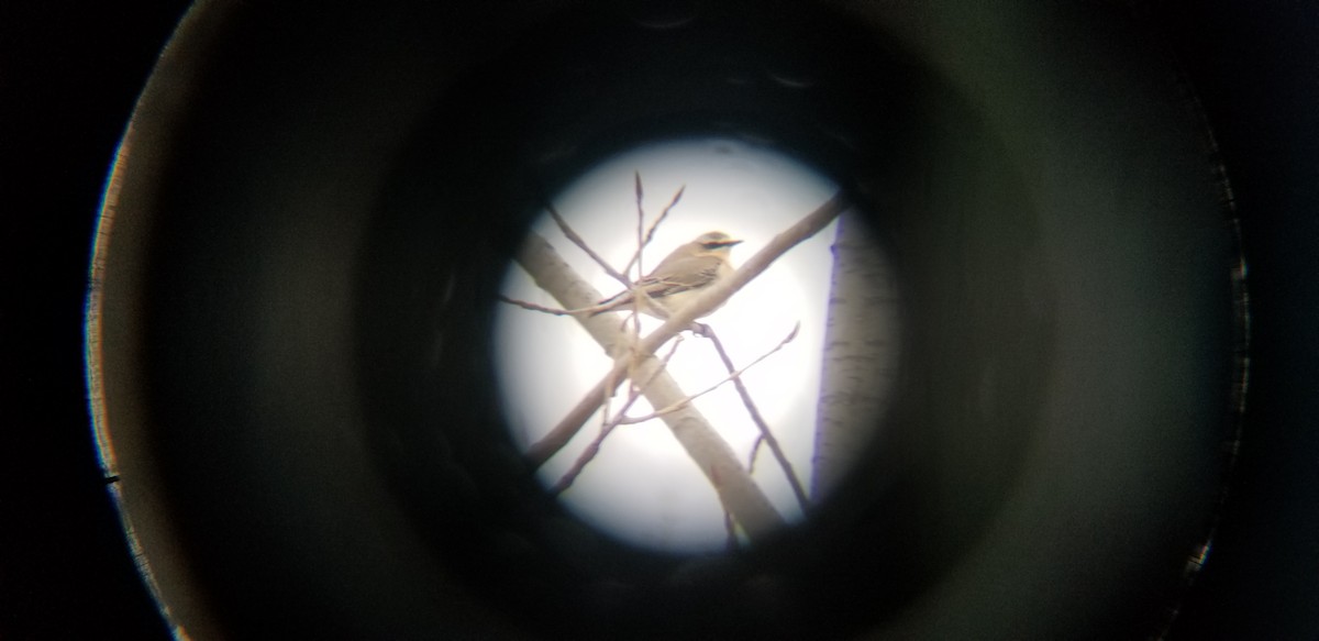 Northern Wheatear - ML300886951