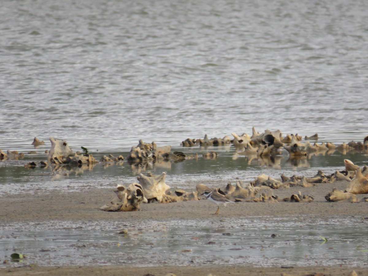 Semipalmated Plover - ML300887991