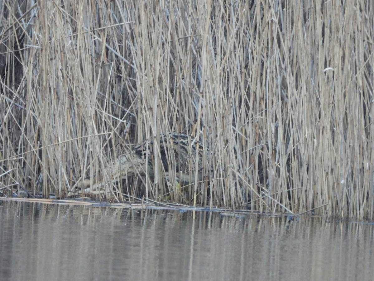 Great Bittern - ML300888011