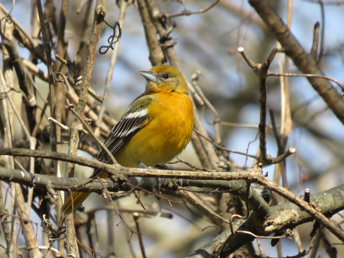 Baltimoretrupial - ML300888161