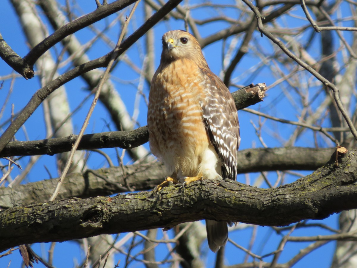 Red-shouldered Hawk - ML300889081