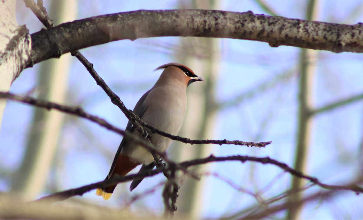 Bohemian Waxwing - ML300889291