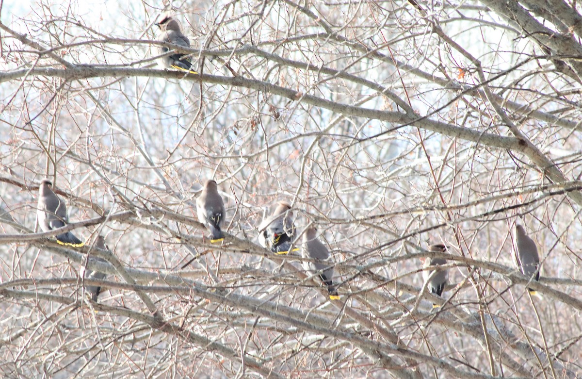 Bohemian Waxwing - ML300889351