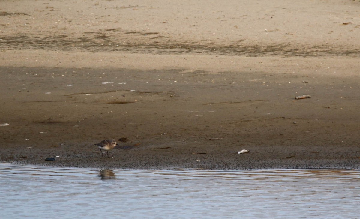 Black-bellied Plover - Bastiaan Notebaert