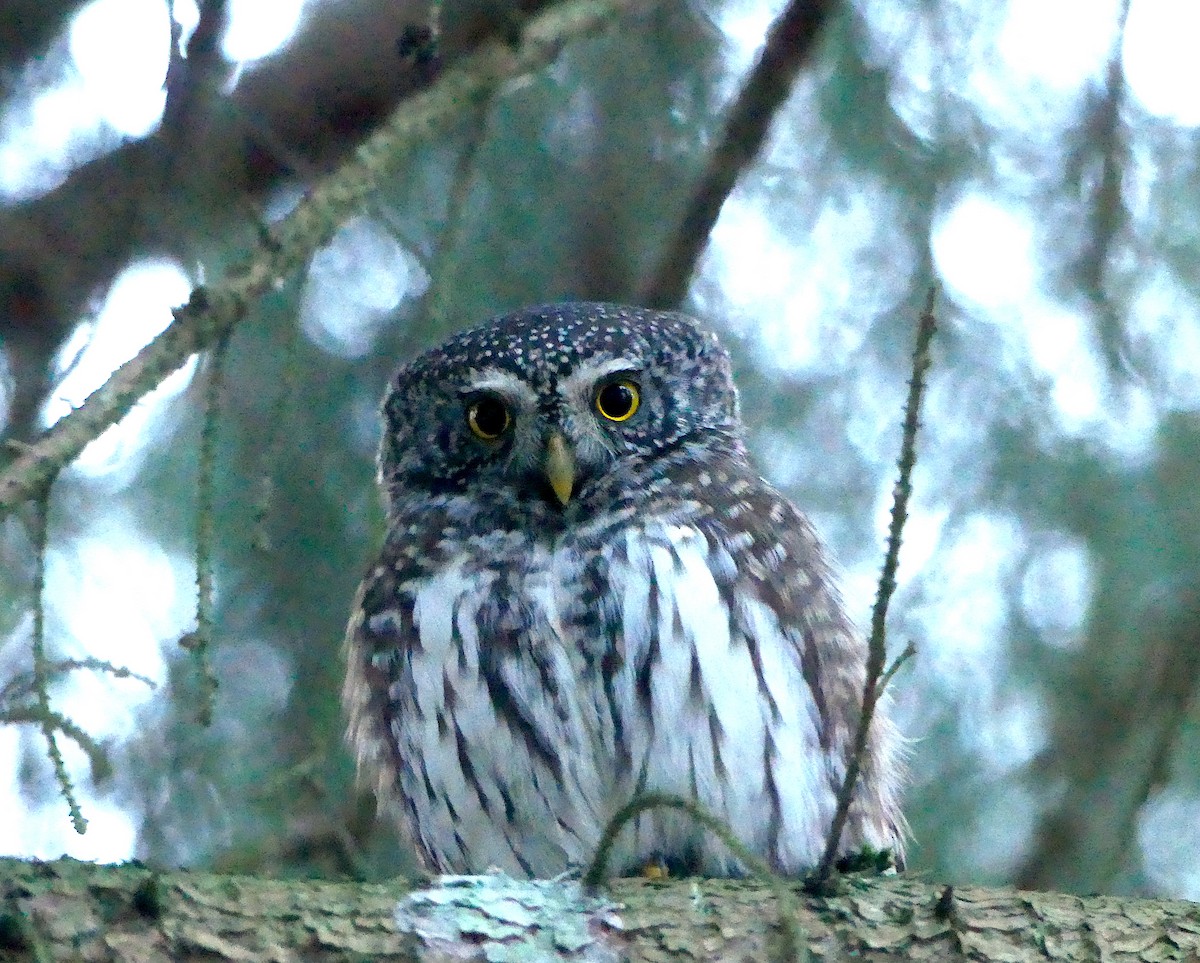 Eurasian Pygmy-Owl - Baltasar Pinheiro