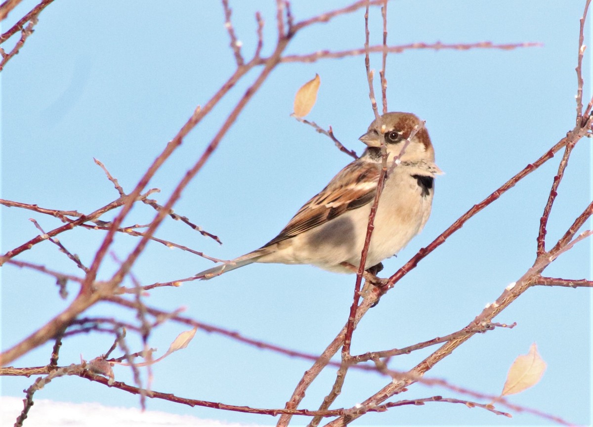 House Sparrow - ML300892061