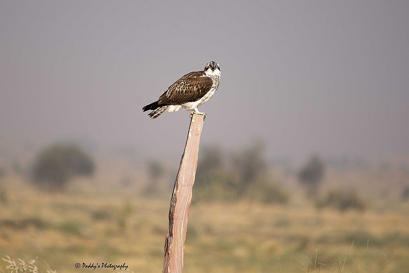 Osprey - Padmanav Kundu