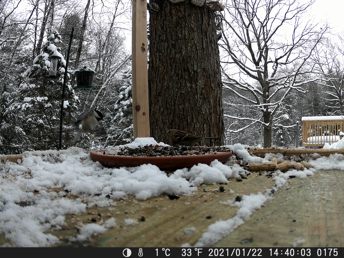 Black-capped Chickadee - ML300894071