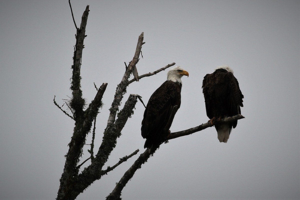 Bald Eagle - ML300896921