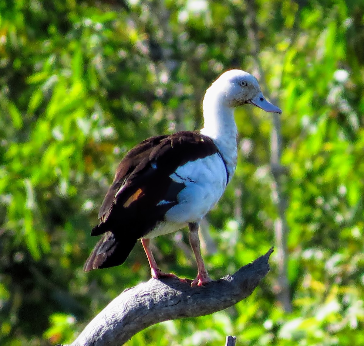 Radjah Shelduck - ML300896941