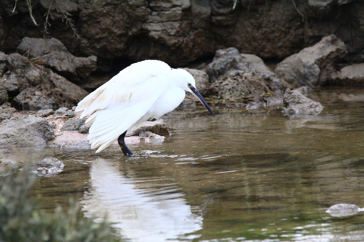 Little Egret - Bastiaan Notebaert