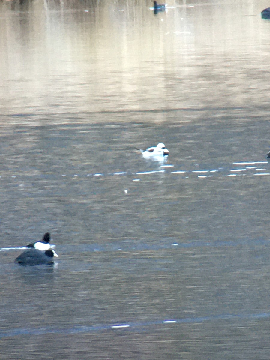 Long-tailed Duck - ML300898951