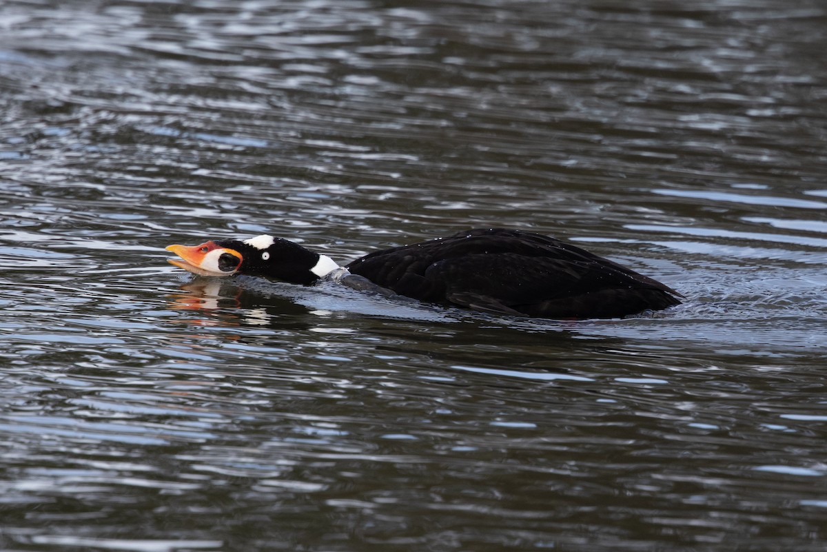 Surf Scoter - ML300899551